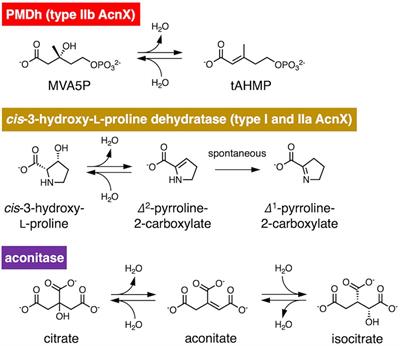 A [4Fe-4S] cluster resides at the active center of phosphomevalonate dehydratase, a key enzyme in the archaeal modified mevalonate pathway